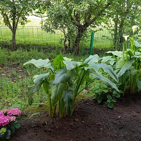 Esterina B&B 폰테카냐노