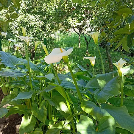 Esterina 폰테카냐노