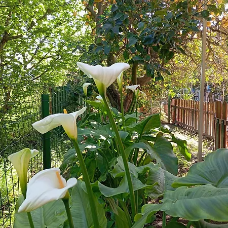 Esterina * Pontecagnano